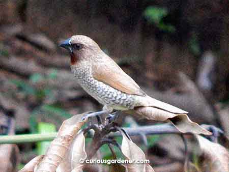 The Scaly-breasted Munia is a grass seed eater