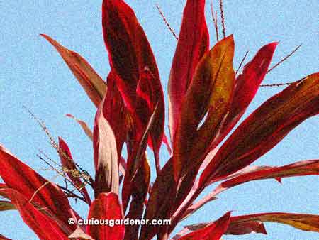 My blazing beauty of a cordyline, just after flowering. Isn't it a majestic sight!