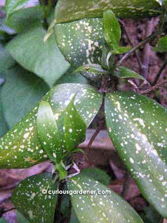 Dracaena godseffiana - a very slow growing plant.