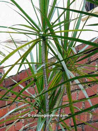 Dracaena marginata - a pretty potted plant!