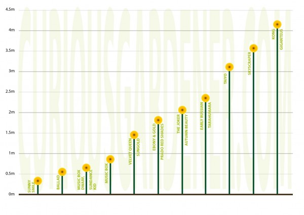 My sort-of plan for the sunflowers I'm going to try growing in 2011