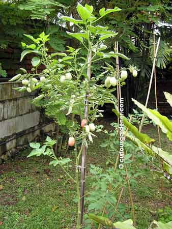 Training the tomato plant to grow up a single stake.