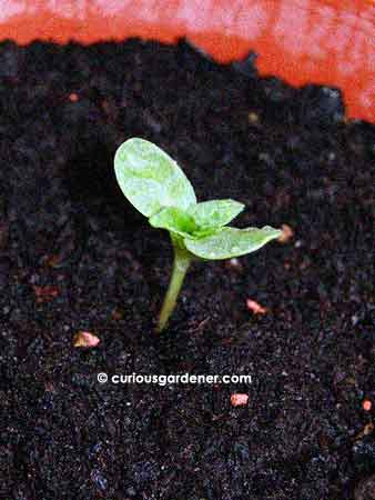 My first dwarf sunflower sprout, looking nice and strong. I hope I didn't just jinx the plant by praising it! :|