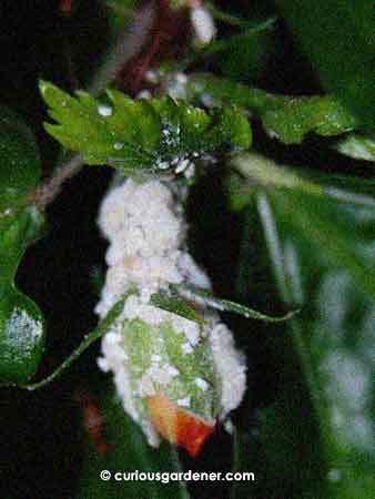 Mealy bug infestation on a hibiscus bud.
