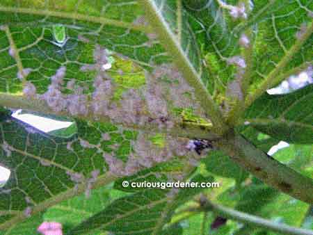 Growing colonies of mealy bugs under a papaya leaf. Also see the black mould at theleaf junctures :(