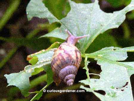 Garden snail snacking on sweet potato leaves after the rain.