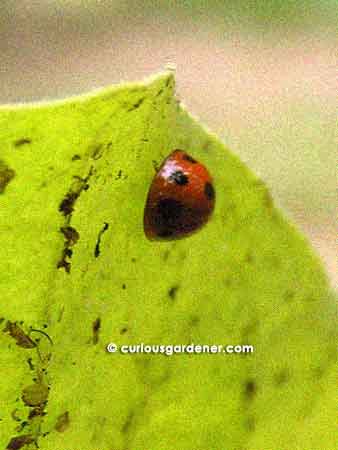 Little ladybug on the underside of a brinjal leaf