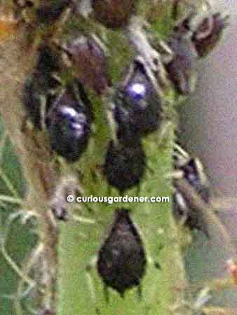 Up close and personal with black aphids. They're that fat because they've fed off sap from the plant stem. :(