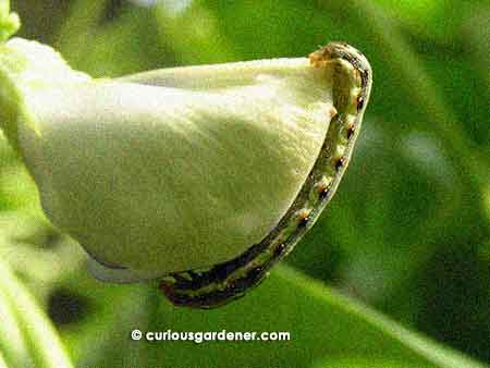 No idea what caterpillar this is, but it is pictured along the edge of a long bean flower
