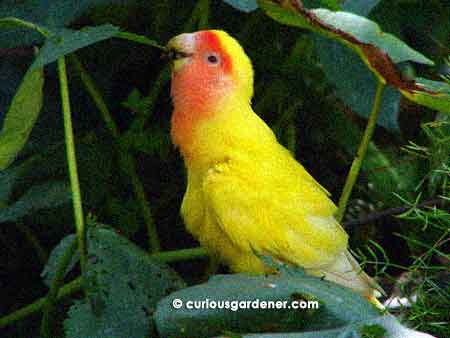 The lovebird feeding on the sweet potato leaves surrounding its perch