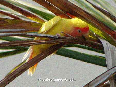 The lovebird either cleaning or sharpening its beak on a dry palm tree leaf