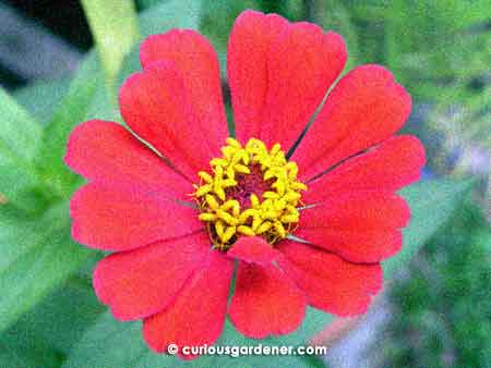 Top view of the zinnia