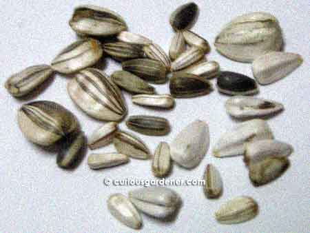 Just a few of the different kinds of sunflower seeds...