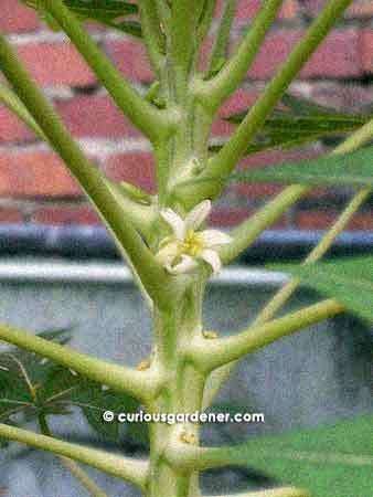 The first Red Lady papaya flower in bloom
