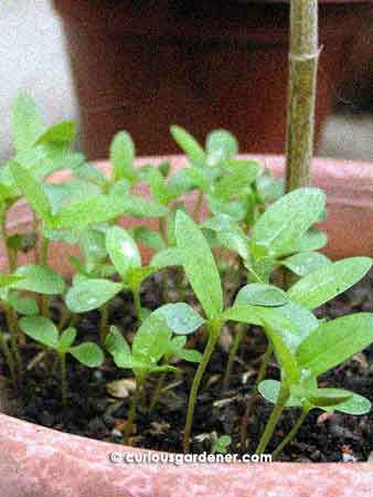 A little forest of red zinnia seedlings surface sown in their parent's pot