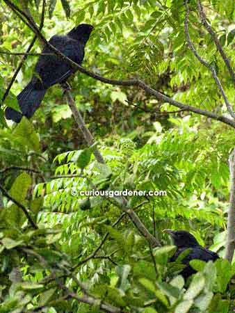 The pair of male Asian koels perched on the curry leaf tree