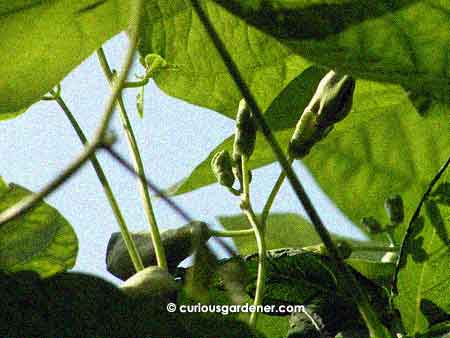 Winged bean flower buds - now you see 'em, ater you won't...