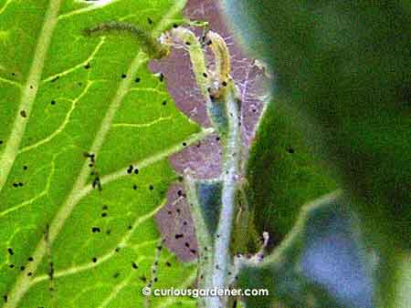 Caterpillar larvae eating my caixin plant :(