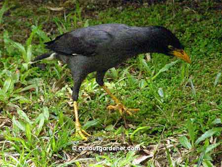 My second gusee: the cheeky mynah. They're always poking around and looking for things to eat.