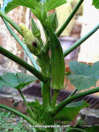 Okra grows and fruits rather easily. I like that!