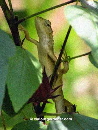 Female Oriental garden lizard climbing up a roselle bush. Notice what long, skinny digits they have? They're quite elegent looking!