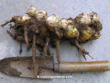 Ginger rhizome harvested in January this year - 11 months old.