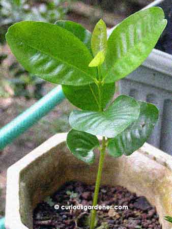 Young red jambu plant