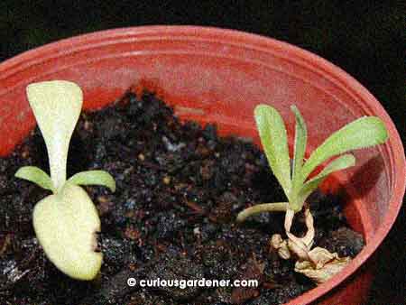 Calendula officinalis seedlings