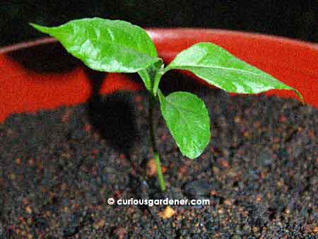 Seedling of the intriguingly-named peanut butter plant.