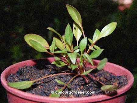 Plains coreopsis plant