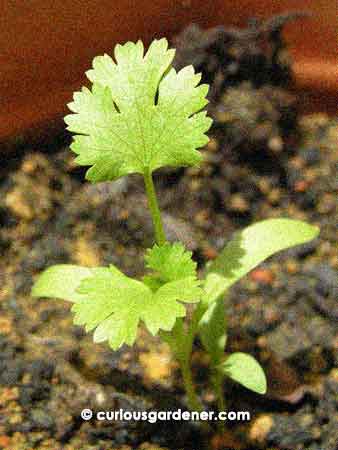 Baby coriander plant