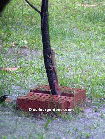 The garden lizard clinging to the stem of a tree in the pouring rain.