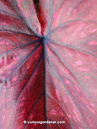 The gorgeous patterns on the Ma Had Thai caladium leaf. You can't get more Christmassy than that!