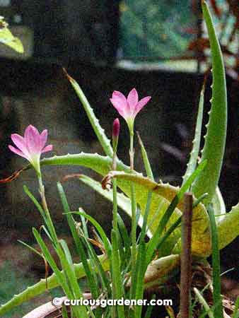 Pink lilies sharing a pot with an aloe vera plant.