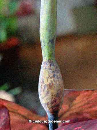 The artistic flower bud as it grew