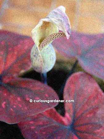 Finally, the anthurium-like Ma Had Thai flower in what I consider full bloom