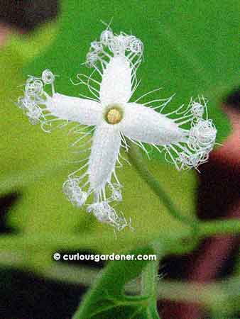 The highly unusual flower (to me) of the white snake gourd.