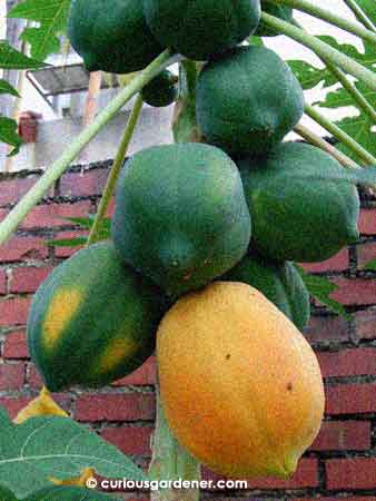 The biggest papaya prior to harvest.