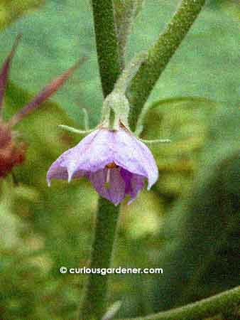 Flower of the green eggplant - looks exactly like that of the purple eggplant to me!