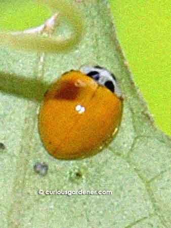 First view of the intriguing yellow ladybug on the underside of the leaf of the angled loofah plant