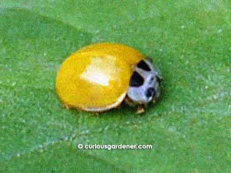 Side view of the yellow ladybug - they all seem to have the same two pairs of black dots on the white part of their bodies.