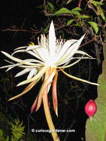 A keng hwa flower blooming along the same leaf that had a fruit growing on it. The fruit forms at the base of the flower stalk. Sometimes the entire flower drops off after blooming, but on rare occasions - I assume when pollination takes place - part of the stalk remains after the flower drops, and it develops into one of the cute fruits.