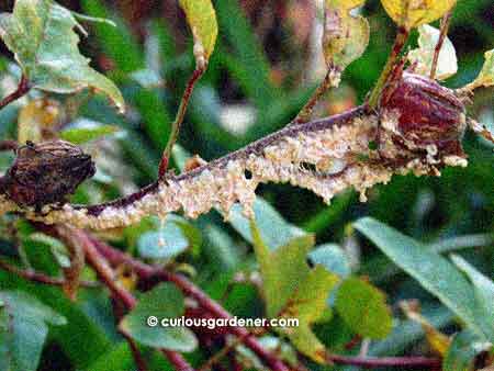 Horrible, horrible sight - the worst mealy bug infestation on a roselle plant. Looks like styrofoam, doesn't it?