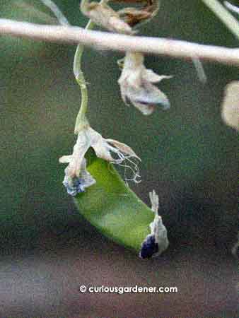The first sweet pea pod won't reach its full potential as the plant is already withering in the heat.
