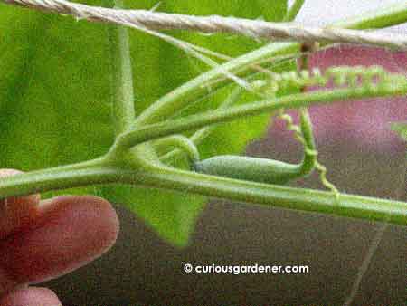 The tiny green snake gourd just 4 days after the flower bloomed.