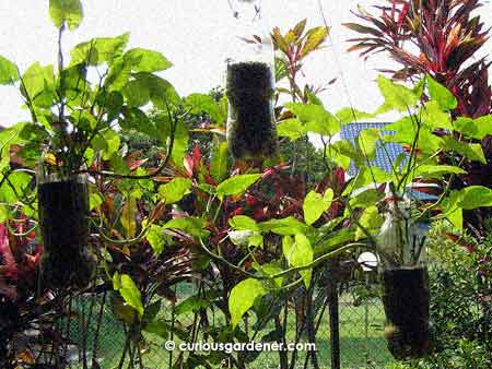 The kangkong plants grew extremely well in these hanging recycled PET bottle-pots.