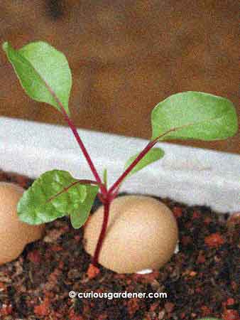 The young beet plant being held upright by an accommodating egg shell!