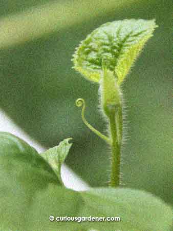 The first tendril on the Hami melon plant before the disaster.