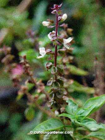 Easily ignored, but pretty on close inspection, are the flowers of the Thai basil plant.