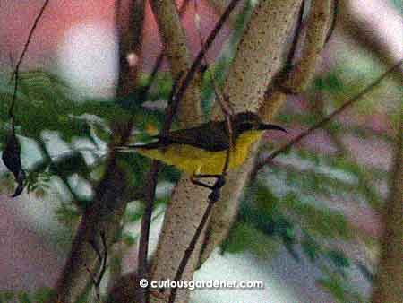 The female olive-backed sunbird. Juvenile sunbirds look like females, but as they mature, males will get their "bibs".
